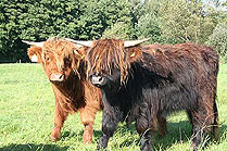 Highland Cattle