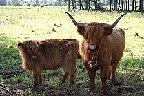 Highland Cattle