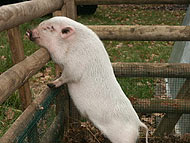 Mini-Pig