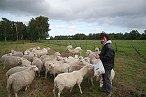 Moorschnucken