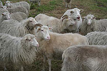 Moorschnucken