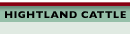 Hightland Cattle